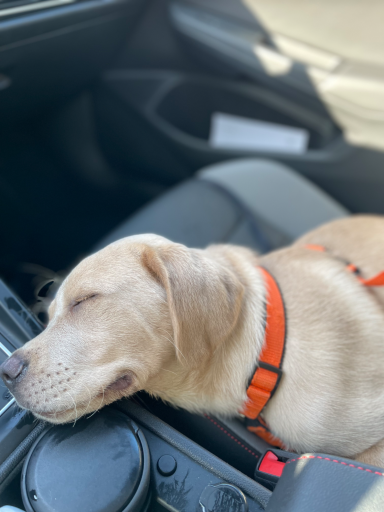 Ventipet - Der Travel-Assistant für deinen Hund!