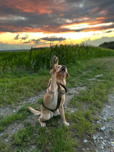 Ventipet - Der Travel-Assistant für deinen Hund!