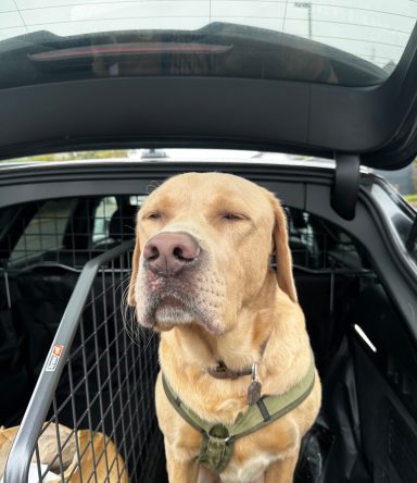 Ventipet - Der Travel-Assistant für deinen Hund!