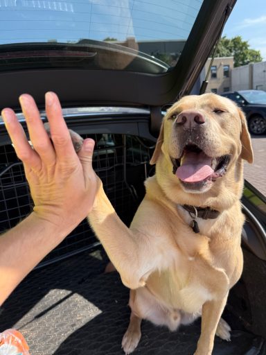Ventipet - Der Travel-Assistant für deinen Hund!